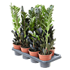 Zamioculcas zamiifolia 'Raven' 7/tray
