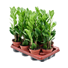 Zamioculcas zamiifolia 9/tray