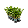 Zamioculcas zamiifolia 8/tray