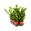 Zamioculcas zamiifolia 6/tray