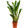 Zamioculcas zamiifolia