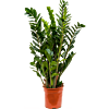 Zamioculcas zamiifolia