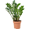 Zamioculcas zamiifolia