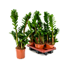 Zamioculcas zamiifolia 'Zenzi' 4/tray