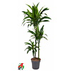 Dracaena Janet Craig 90-60-30