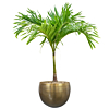 Dracaena Janet Craig 90-60-30