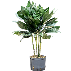 Chamaedorea metallica