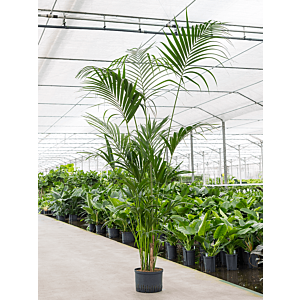 Kentia (Howea) forsteriana