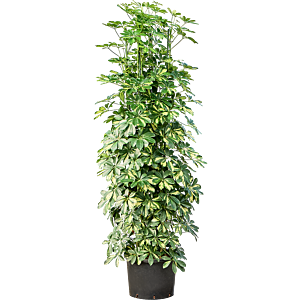 Schefflera arboricola 'Gold Capella'