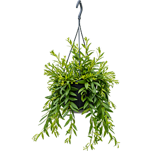 Aeschynanthus 'Japhrolepis'