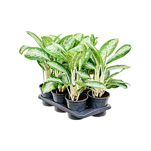 Aglaonema 'Anouk' 6/tray