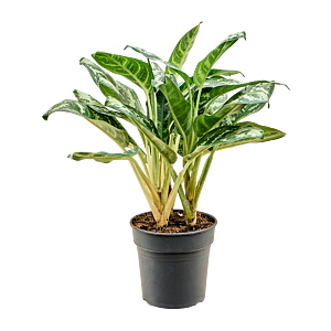 Aglaonema 'Amazon Silver'