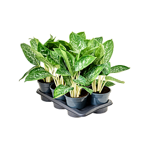 Aglaonema ‘Britt’ 6/tray