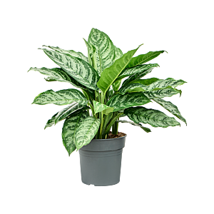 Aglaonema 'Chantal'