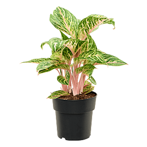 Aglaonema 'Coco Melon'