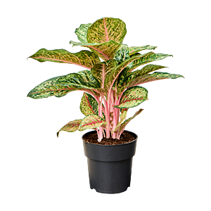 Aglaonema 'Carnival Queen'