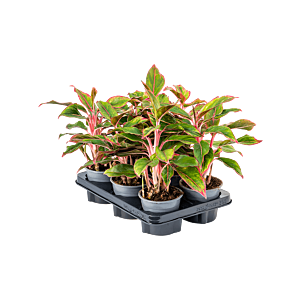 Aglaonema 'Crete' 6/tray