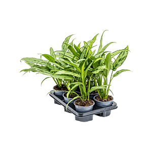 Aglaonema 'Cutlass' 6/tray