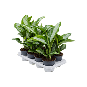 Aglaonema 'Diamond Bay' 8/tray