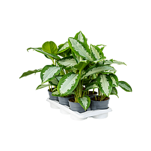 Aglaonema 'Diamond Bay' 6/tray