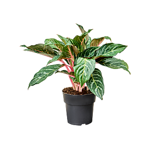 Aglaonema 'Dreamcatcher'