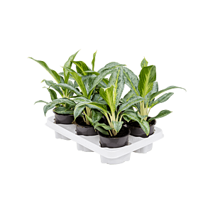 Aglaonema 'Emerald Stone' 6/tray