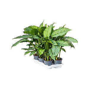 Aglaonema 'Freedman' 6/tray