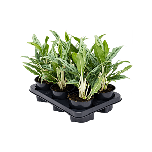 Aglaonema 'Greyhound' 6/tray
