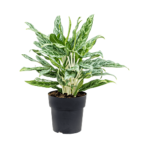 Aglaonema 'Greyhound'