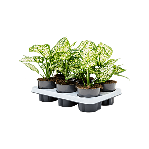 Aglaonema 'Ivory Jade' 6/tray
