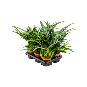 Aglaomorpha 'Jim' 6/tray