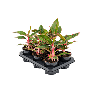 Aglaonema 'Jungle Red' 6/tray