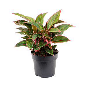 Aglaonema 'Jungle Red'