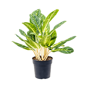 Aglaonema 'Key Lime'