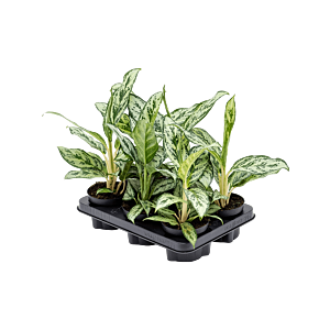 Aglaonema 'Laurel Green' 6/tray