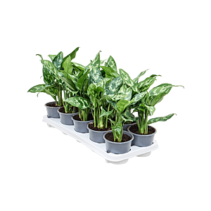 Aglaonema 'Maria' 10/tray