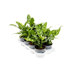 Aglaonema 'Maria' 8/tray