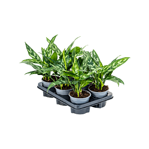 Aglaonema 'Maria' 6/tray