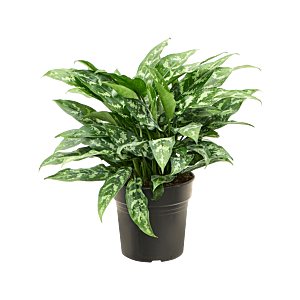 Aglaonema 'Maria'
