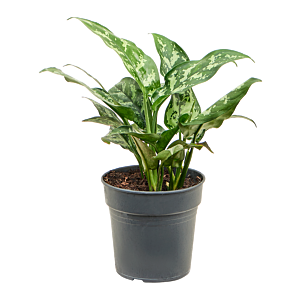 Aglaonema 'Maria'