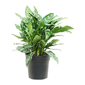 Aglaonema 'Maria'