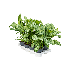 Aglaonema 'Maria Christina' 8/tray