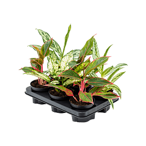 Aglaonema mix 6/tray