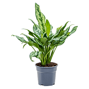 Aglaonema 'Miss Julliette'