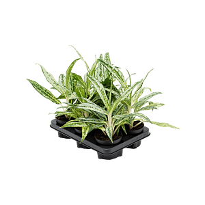 Aglaonema 'Matcha Lemon' 6/tray