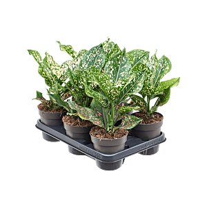 Aglaonema 'Pink Leopard' 6/tray