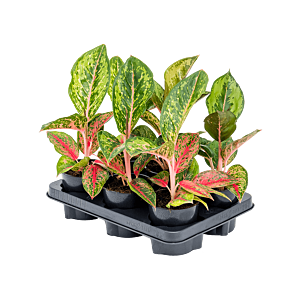 Aglaonema 'Paradise Red' 6/tray