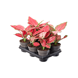 Aglaonema 'Red Joy' 6/tray