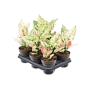 Aglaonema 'Rosy' 6/tray