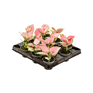 Aglaonema 'Red Zirkon' 12/tray